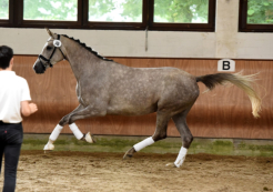 Zentrale Stuteneintragung Trakehner Verband