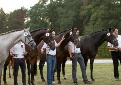 Reservesiegerfamilie der SANTA FEE - Trakehner Landesschau Münster-Handorf 2018