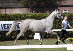1c-Preis Halbblutklasse anlässlich der Trakehner Landesschau Münster-Handorf 2018
