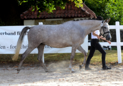 ALtefeld - ZfDP Bundesschau 2018 - 1c und beste dreijährige Stute
