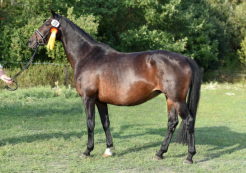 Landesschau NRW ZfDP 2018