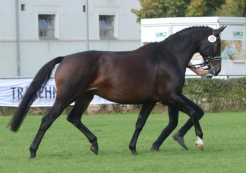 1c-Preis ihrer Abteilung anlässlich der 6. Bundesstutenschau in Neustadt Dosse 2014