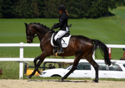 SLP Altenkirchen - Galopp 8,5