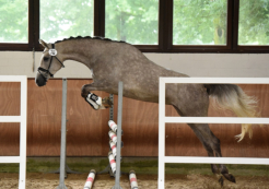 Zentrale Stuteneintragung Trakehner Verband