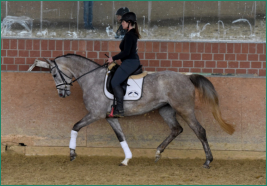 SANTA ARABICA im Training bei Gretel Schulze-Buxloh