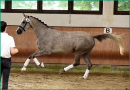 SANTA ARBICA bei der Stuteneintragung des Trakehner Verbandes