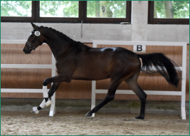 Eintragungssiegerin 2017 - Galopp 9.0
