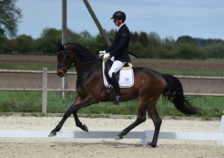 Dressurpferde A - Warendorf 2019 - WN 7.8